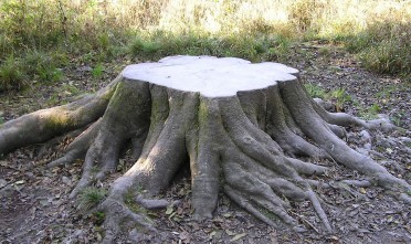 Boomstronk - Foto: No Machine