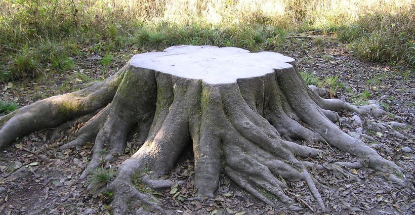 Boomstronk - Foto: No Machine