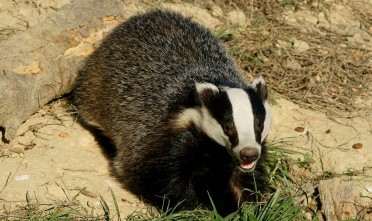 Das - Foto: Peter Trimming