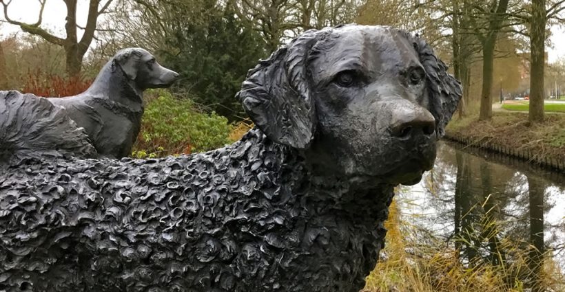 Rengerspark - Leeuwarden - Hond