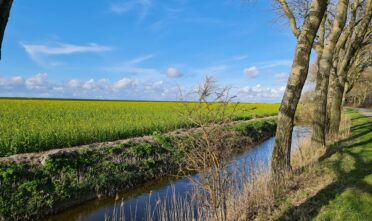Koolzaad veld bij Wier - Friesland