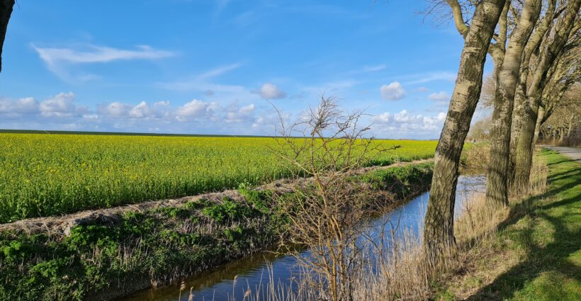 Koolzaad veld bij Wier - Friesland