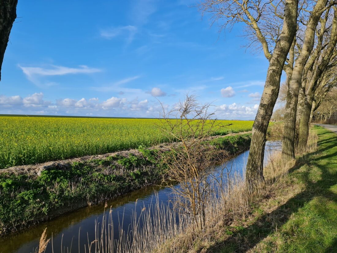 Koolzaad veld bij Wier - Friesland