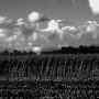 Landschap in zwart/wit