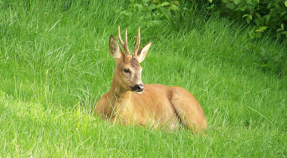 Rustende ree - Foto: Asabengurtza 