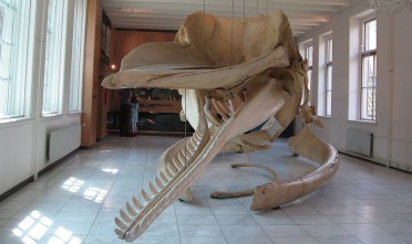 Walvis in Natuurmuseum Friesland
