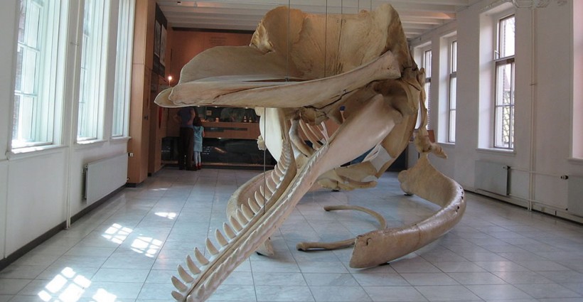 Walvis in Natuurmuseum Friesland