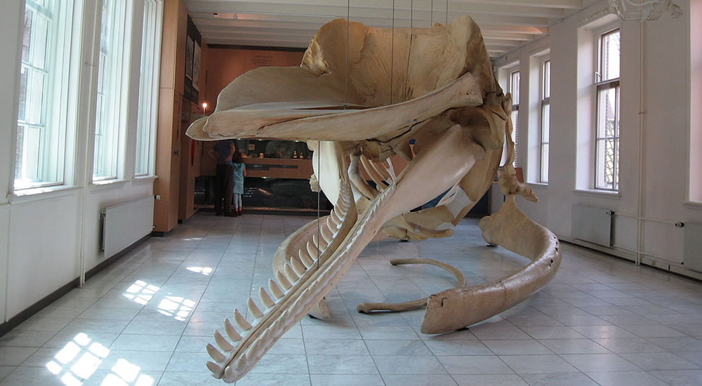 Walvis in Natuurmuseum Friesland