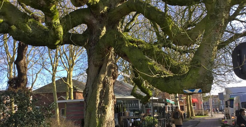 Witte Paardenkastanje