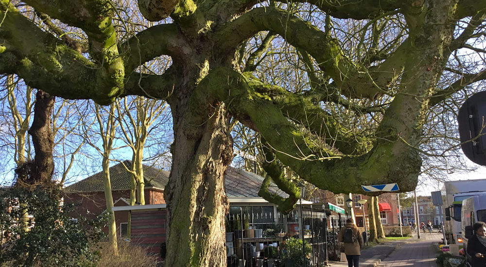 Witte Paardenkastanje